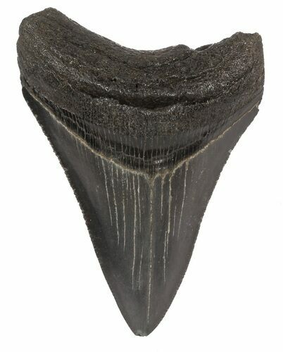 Serrated, Fossil Megalodon Tooth - Georgia #51029